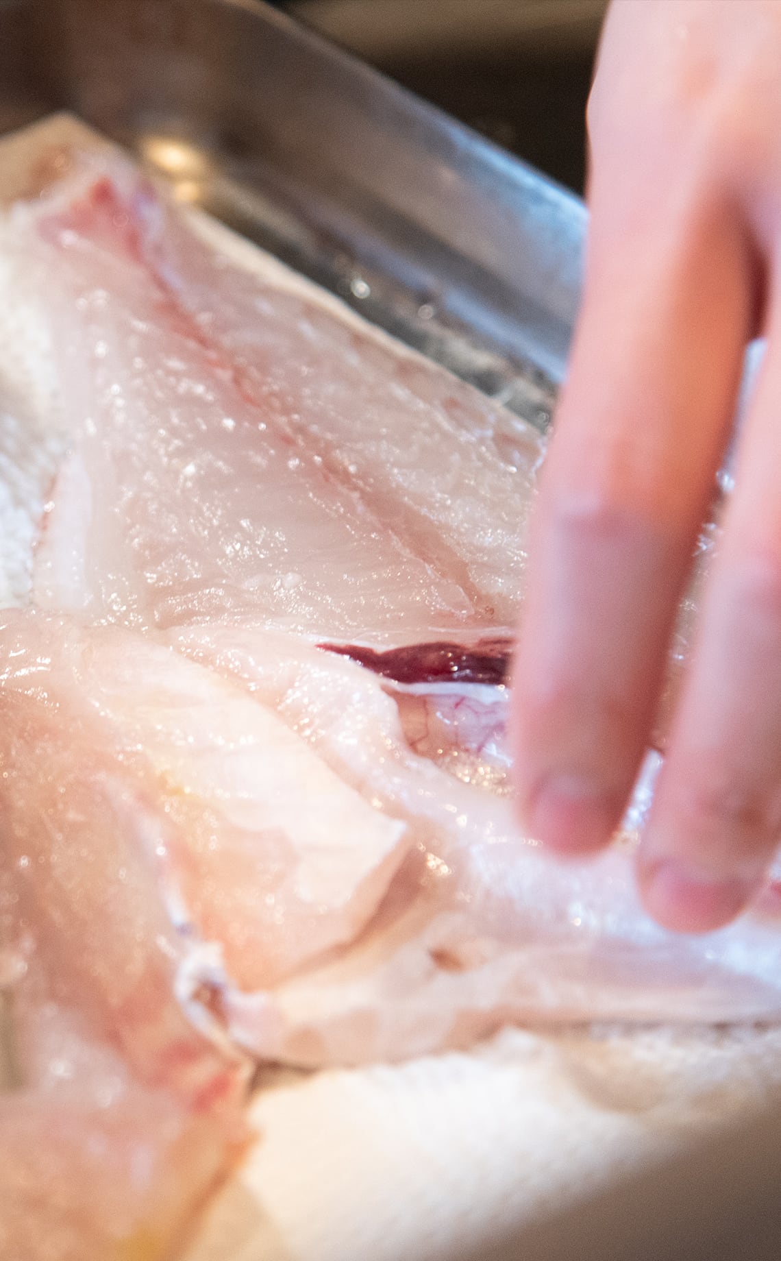 京丹後市で採れた新鮮な魚